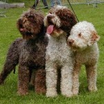 Câine de ciuperci Lagotto romagnolo