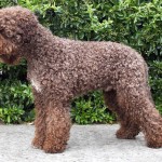 Câine de ciuperci Lagotto romagnolo