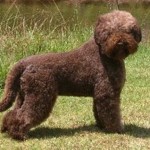 Câine de ciuperci Lagotto romagnolo