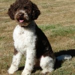 Câine de ciuperci Lagotto romagnolo