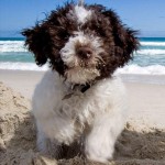 Câine de ciuperci Lagotto romagnolo