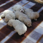 Câine de ciuperci Lagotto romagnolo