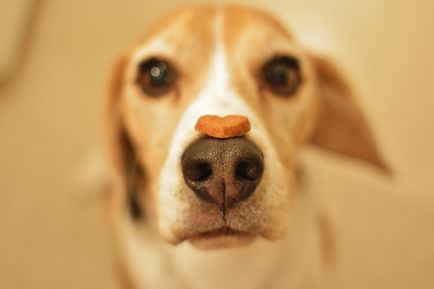 Dainty pe nasul unui câine