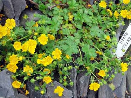 Bloodroot lágyszárú ültetés és gondozás, a fajok és fajták, fotók