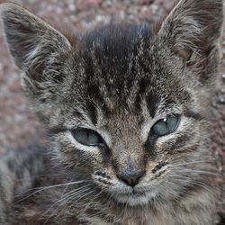 Ларингіт у кішок симптоми, лікування - все про котів і кішок з любов'ю