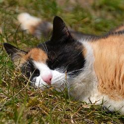Ларингіт у кішок симптоми, лікування - все про котів і кішок з любов'ю