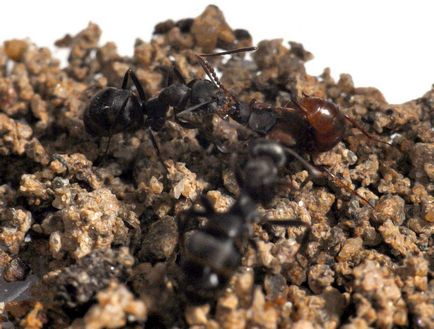 Ломехуза - «утриманець» мурах