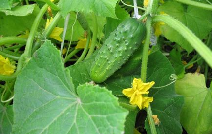Cele mai bune semințe de castraveți auto-polenizați pentru teren deschis