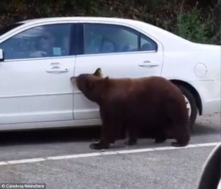 Kíváncsi Bear kinyitotta a kocsi ajtaját