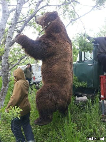 Kíváncsi Bear kinyitotta a kocsi ajtaját