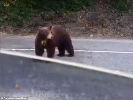 Kíváncsi Bear kinyitotta a kocsi ajtaját