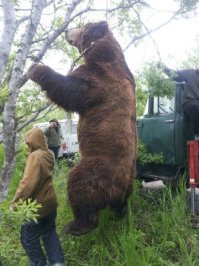 Цікавий ведмідь відчинив двері машини