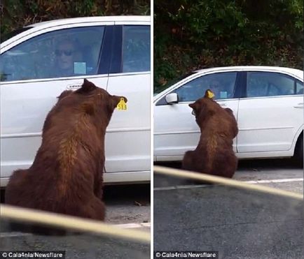 Kíváncsi Bear kinyitotta a kocsi ajtaját