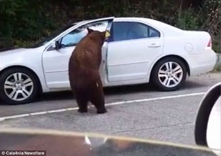Ursul urât a deschis ușa mașinii