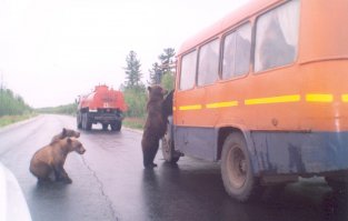 Ursul urât a deschis ușa mașinii