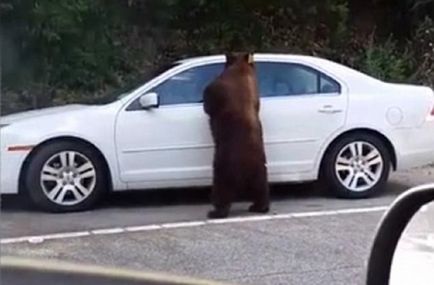 Kíváncsi Bear kinyitotta a kocsi ajtaját