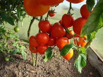 Puține frunze pe roșiile bolilor de roșii de tomate, de ce apar rugina, cosuri pe plante