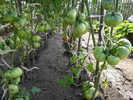 Puține frunze pe roșiile bolilor de roșii de tomate, de ce apar rugina, cosuri pe plante