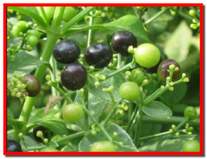 Madder tinctoria (festőbuzér) őrültebb festés