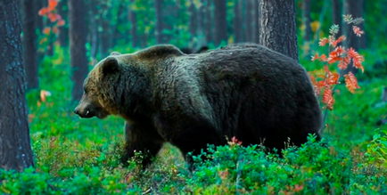 Bear жлъчна - лечебни свойства и противопоказания