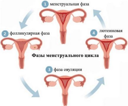 A menstruációs ciklus a nők