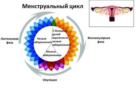 Менструальний цикл жінки