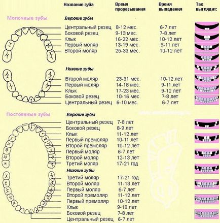 Змінюються зуби у дітей