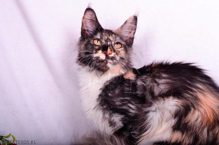 Maine Coon - culoare neagră în kennelul absinth - prețuri - foto - vânzarea pisicilor negre Maine Coons pe site