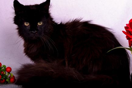 Maine Coon - culoare neagră în kennelul absinth - prețuri - foto - vânzarea pisicilor negre Maine Coons pe site