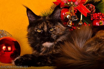 Мейн кун - чорне забарвлення в розпліднику абсент - ціни - фото - продаж чорних кошенят мейн кунів на сайті