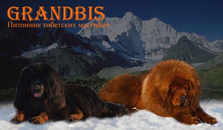 Maine Coon - culoare neagră în kennelul absinth - prețuri - foto - vânzarea pisicilor negre Maine Coons pe site