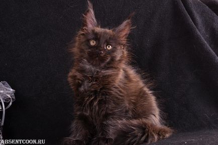 Maine Coon - culoare neagră în kennelul absinth - prețuri - foto - vânzarea pisicilor negre Maine Coons pe site