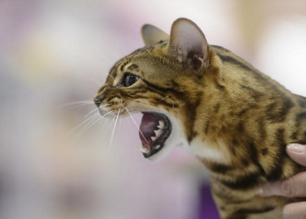 Concurs internațional de frumusețe în rândul pisicilor din București