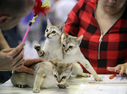 Міжнародний конкурс краси серед кішок в Бухаресті