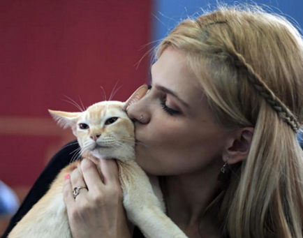 Міжнародний конкурс краси серед кішок в Бухаресті
