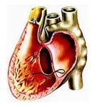 Simptome infecțioase ale miocarditei, diagnostic, tratament - aveți grijă de inimă