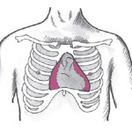 Myocarditis fertőző tünetei, diagnózisa, kezelése - vigyázni a szív