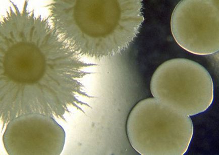Lumea sub microscop este ciupercile delicioase - un digest ecologic