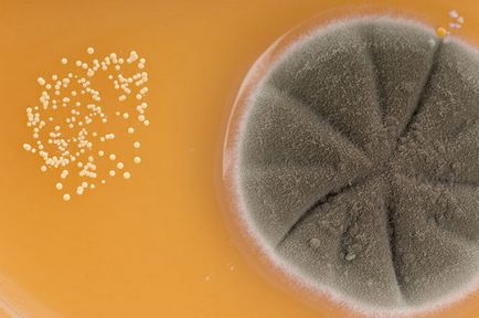 Lumea sub microscop este ciupercile delicioase - un digest ecologic
