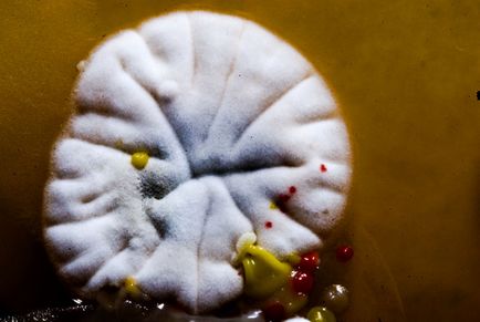 Світ під мікроскопом чудові гриби - екологічний дайджест