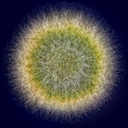 Світ під мікроскопом чудові гриби - екологічний дайджест