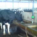 Молочні породи корів, аграрний сектор
