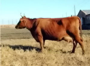 Rase de vaci de lapte, sectorul agricol