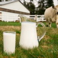 Молочні породи корів, аграрний сектор