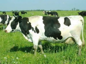 Tejhasznú fajták tehenek, a mezőgazdasági