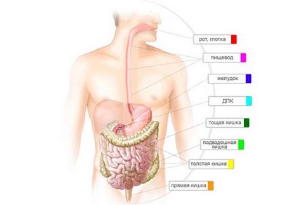 Lapte în ulcer gastric ce să vă temeți și cum să luați