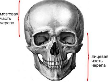 MRI a koponyacsontok