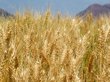 Треба спочатку навчитися вирощувати пшеницю, а потім вже переходити на інші культури