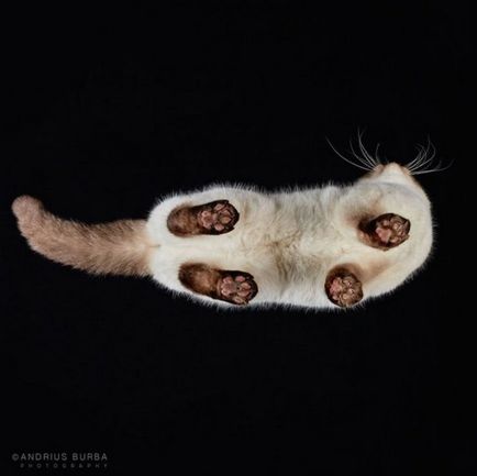 În fotografie, pisica și pisica într-o perspectivă nouă în perspectivă de jos, prin sticlă