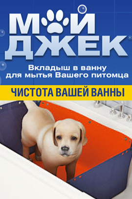 На фото кішка і кіт у новому ракурсі вид знизу, через скло